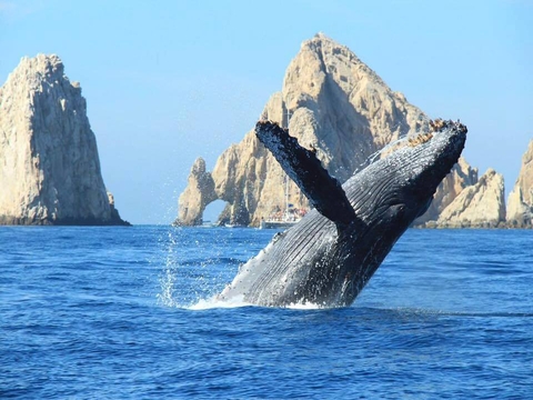 Ballenas │ Los Cabos